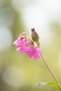 Pink meadow flower, Silene dioica, bokeh backgroun Pink meadow flower, Silene dioica, bokeh backgroun
